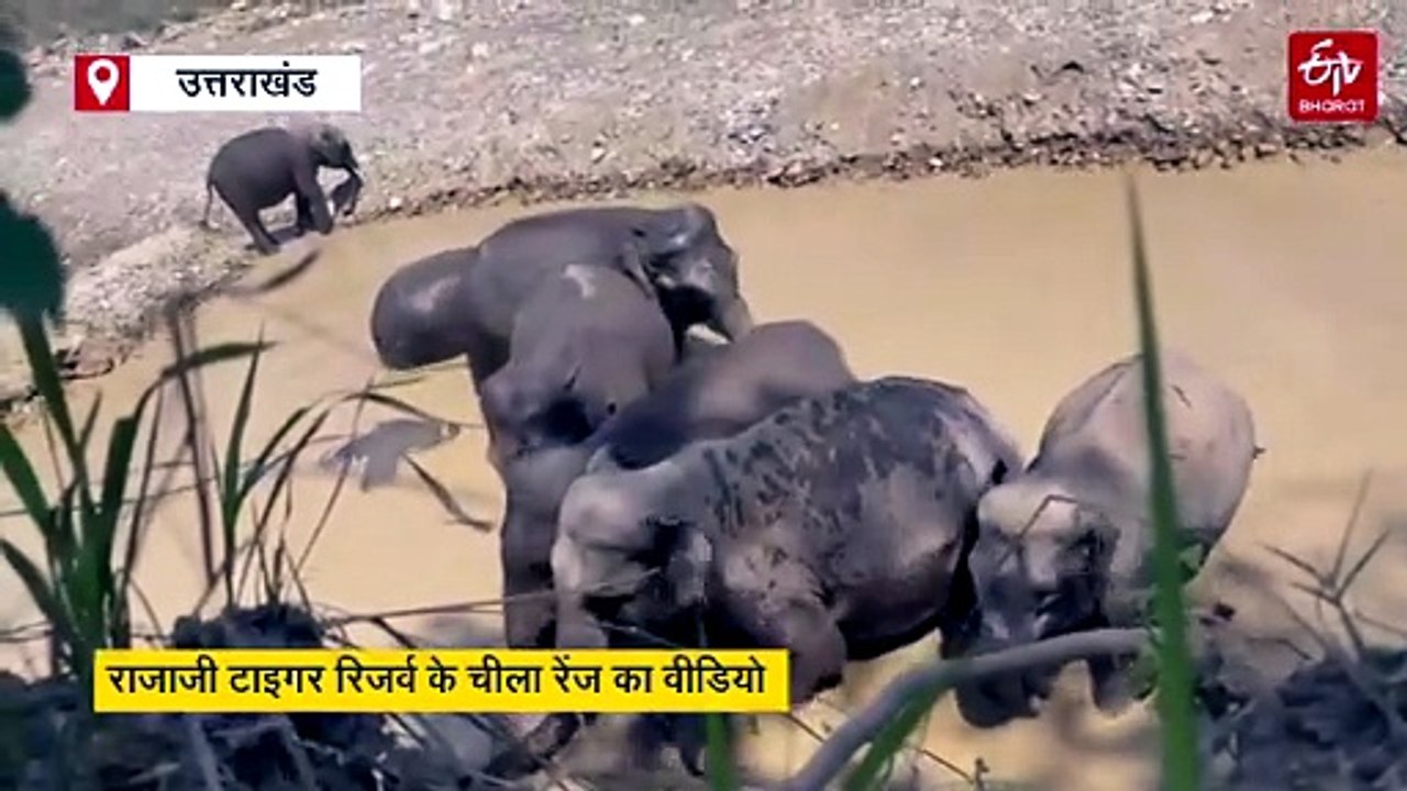 जंगल में बने वाटर होल में अठखेलियां करता हाथियों का झुंड, पर्यटकों के खिले चेहरे, वीडियो आया सामने