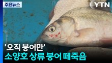 '오직 붕어만'...소양호 상류 붕어 떼죽음 / YTN