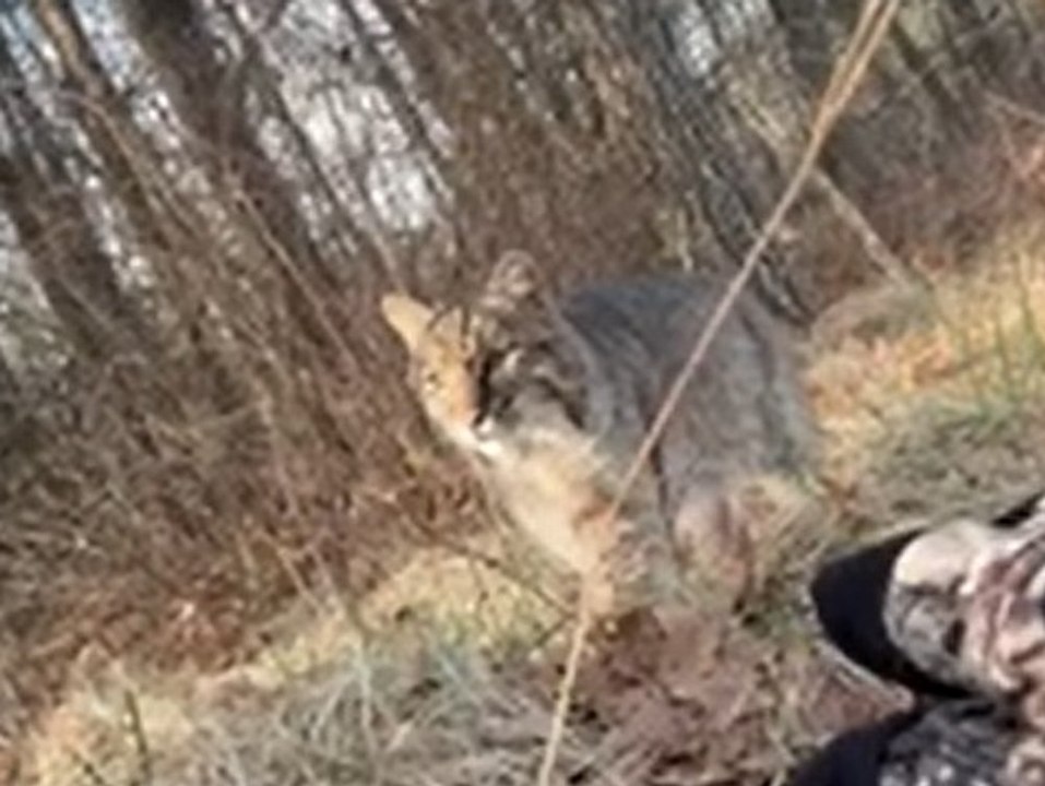 19-Jähriger wird von Luchs angegriffen und geht viral