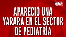 Alarma en un hospital: apareció una yarará en el sector de pediatría