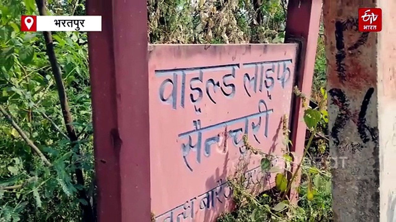 भरतपुर में नया इको-टूरिज्म डेस्टिनेशन : बंध बारैठा में बसेंगे शेर, जिराफ और तितलियां, ट्रैकिंग व सफारी का बनेगा बड़ा हब
