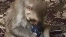 Viral Video: बंदर के कब्जे में 3 महीने की बच्ची, छुड़ाने के लिए परेशान हो गए परिजन