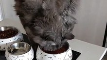 The face says it all ... 10/10 meal, nap incoming soon :) #cat #funnycats #catlover
