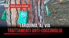 Tarquinia Lido, al via i trattamenti contro la cocciniglia per salvare i pini