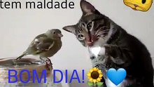 gatinho passarinho