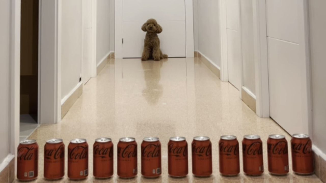Dog Clears Stacked Cans One By One In Small-Scale Agility Test