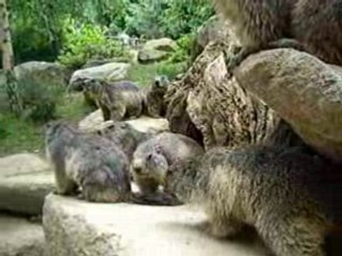 Marmottes argeles gazost