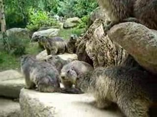 Marmottes argeles gazost