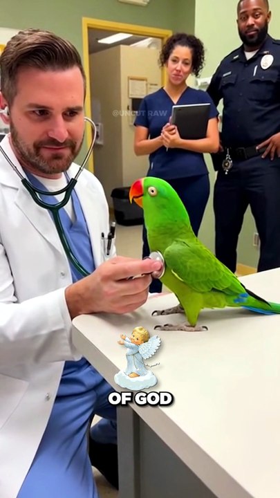 Funny Parrot Talks
