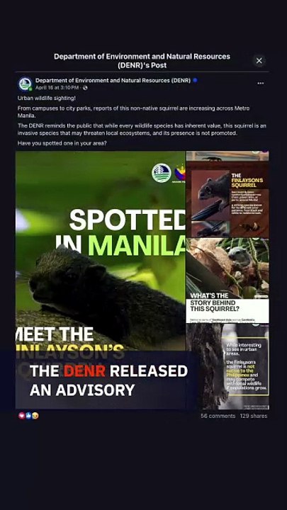 What we know so far about Finlayson's squirrels