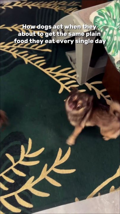 Pug kingdom bulletin