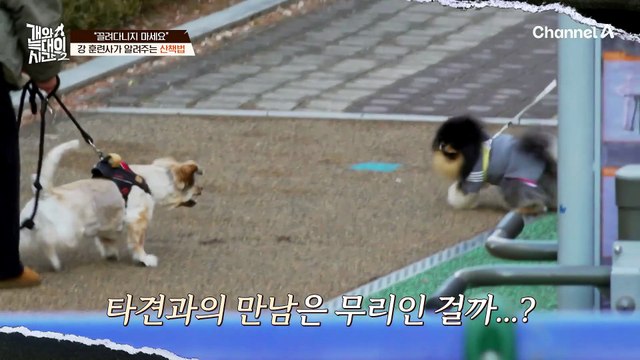 끌려다니지 마세요 강형욱 훈련사가 알려주는 입질견 산책법 꿀팁!