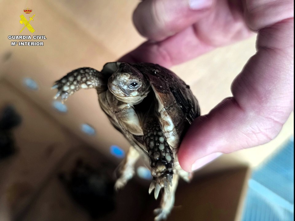 Investigado un vecino de Paracuellos por tener más de 40 especies de pájaros y 11 tortugas protegidas en una nave