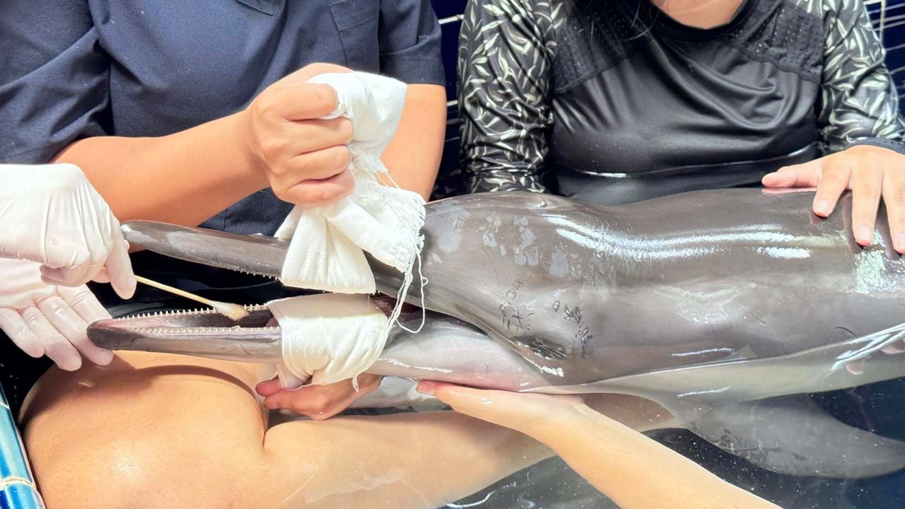 Piden voluntarios para el cuidado de un delfín que fue encontrado herido en una playa de Tailandia
