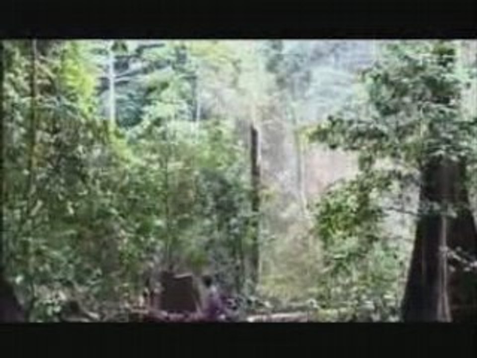 Déforestation
