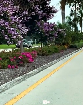 Woman stops traffic to let the ducklings go through! 🥰