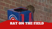 Rat steals the spotlight during MLB game at Wrigley Field