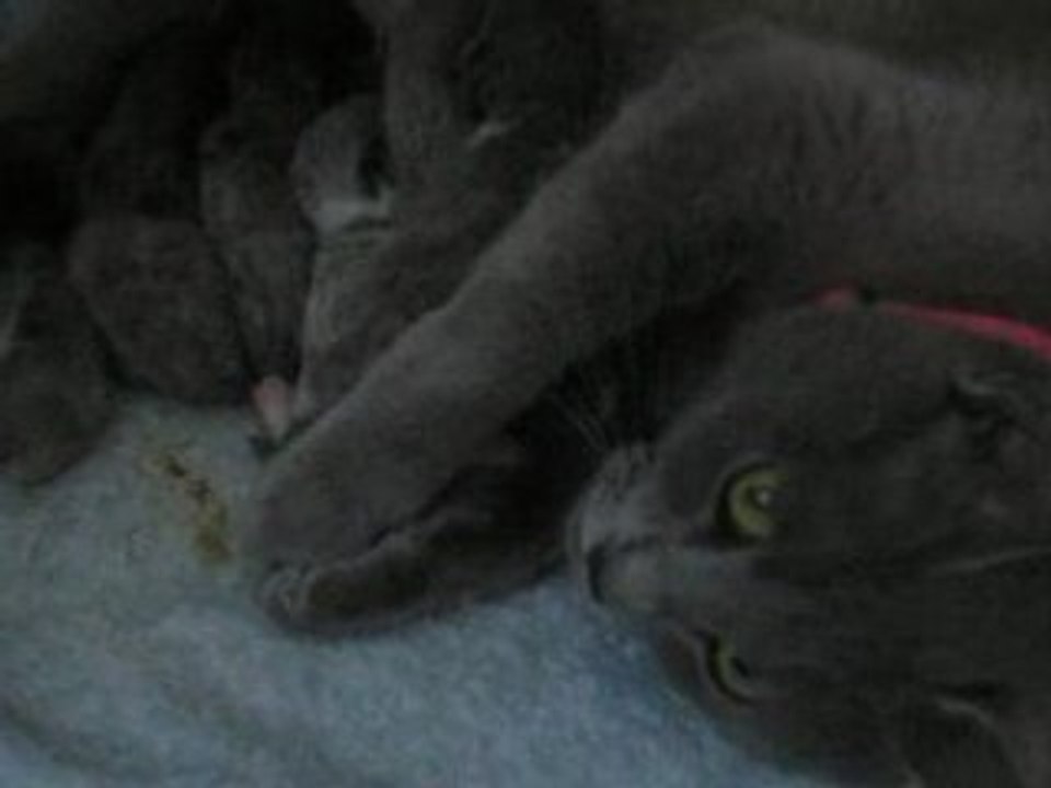 Maya et ses petits