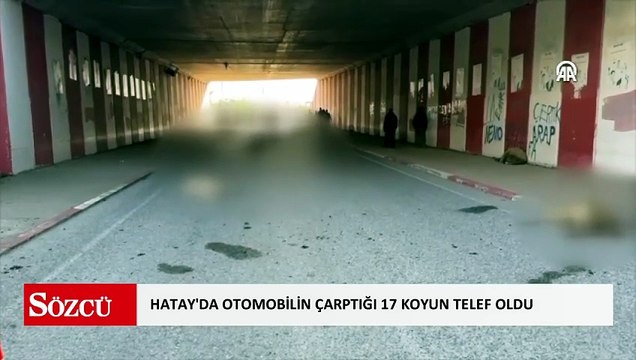 Hatay'da otomobilin çarptığı 17 koyun telef oldu
