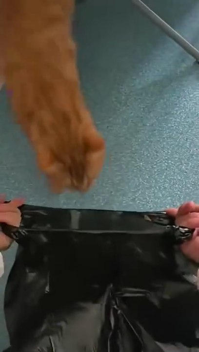 Trash Cat
