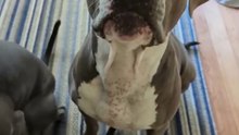 Vocalización canina 🐶🔊🎶 Dog vocalization.