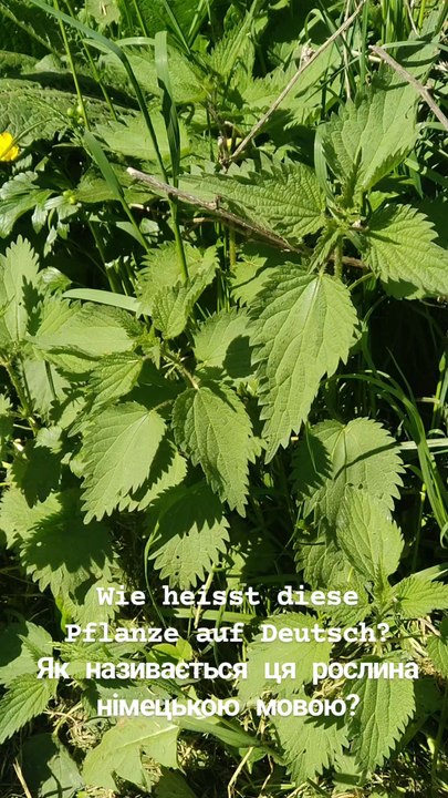 🌿 Brennnessel: Deutsch lernen mit Natur