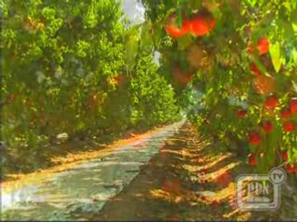 California Peaches, Plums and Nectarines