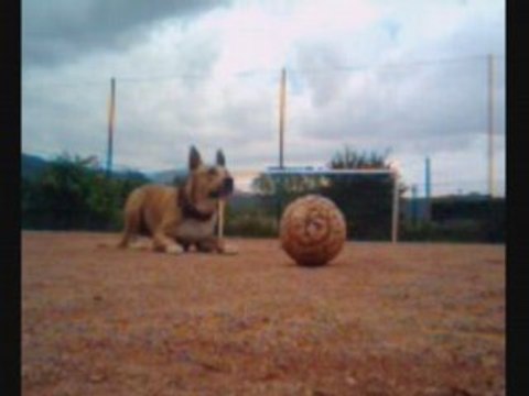 foot transversale moitié de terrain challenge tele foot