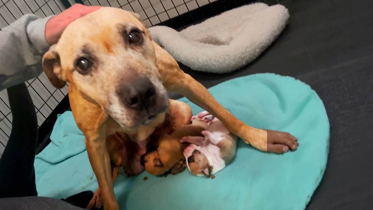 Mama Dog Dumped At The Shelter Walks Herself Into A Better Life