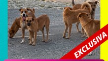 Perritos “caramelo” invaden las calles en México 😍 ¿nueva raza o solo adorables mestizos?