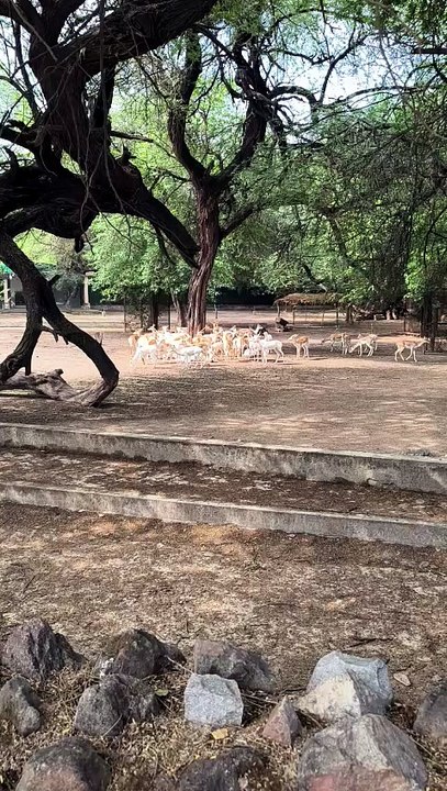 Albino or Leucistic? 🦌 Finding the Legendary White Indian Antelope