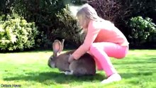 Massive Bunny Caught on Camera 🐇 | Cute & Viral Moments