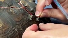 Veterinaria Reparando la Vida