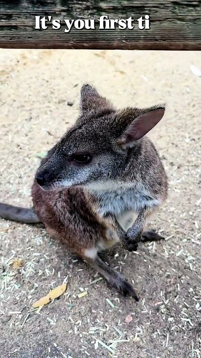 Cute wallaby