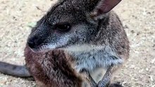 Cute wallaby