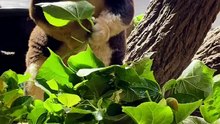 Tree kangaroo enjoying himself