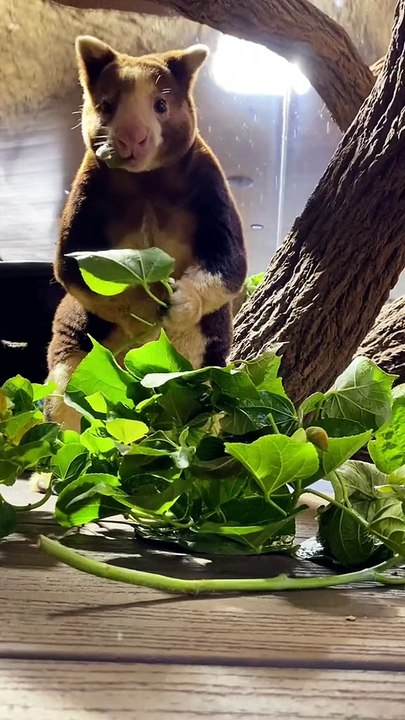 Tree kangaroo enjoying himself