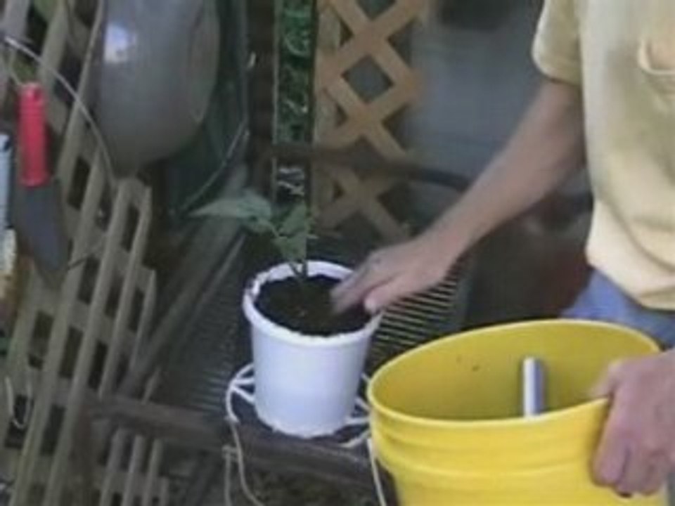 Dirt Under Your Fingernails - SuckeringTomatoes