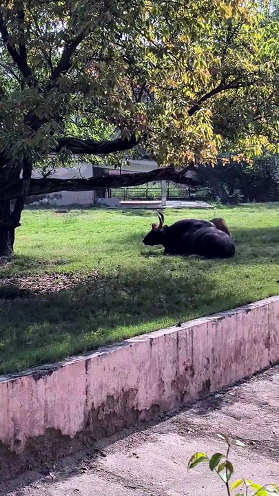 The Giant of the Jungle: Encountering the Massive Indian Gaur! 🦬