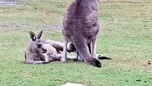 Australian kangaroos