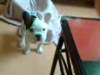 Sinky Fait ses dents Vol.1