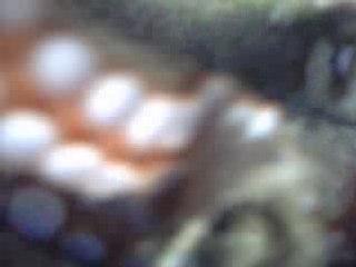 La pieuvre attaque...