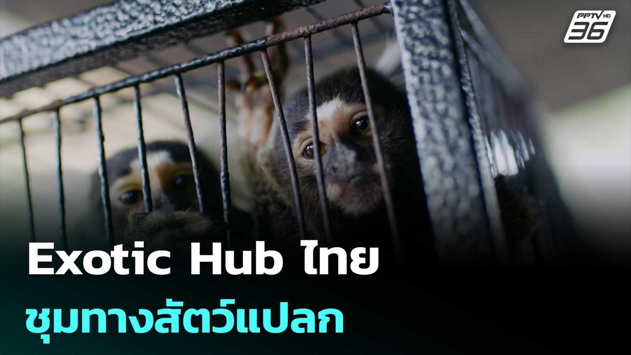 Exotic Hub ไทย ชุมทางสัตว์แปลก | เที่ยงทันข่าว...