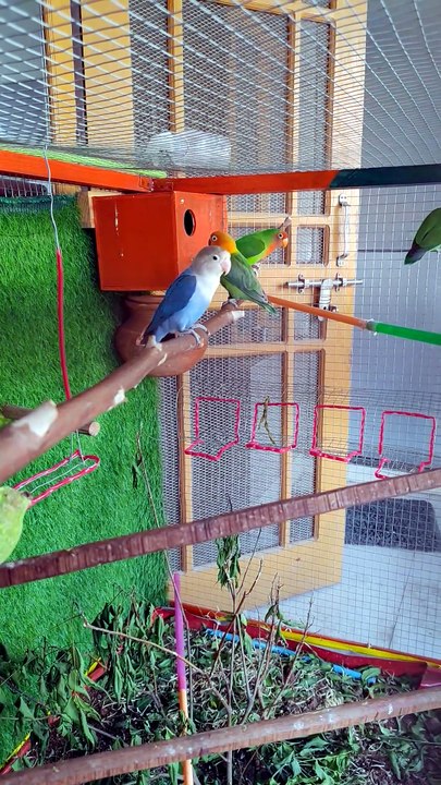 Love Birds 23/04/2026