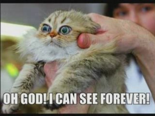 another cute animals pictures collection