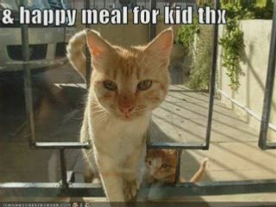photo album - funny, hilarious animals