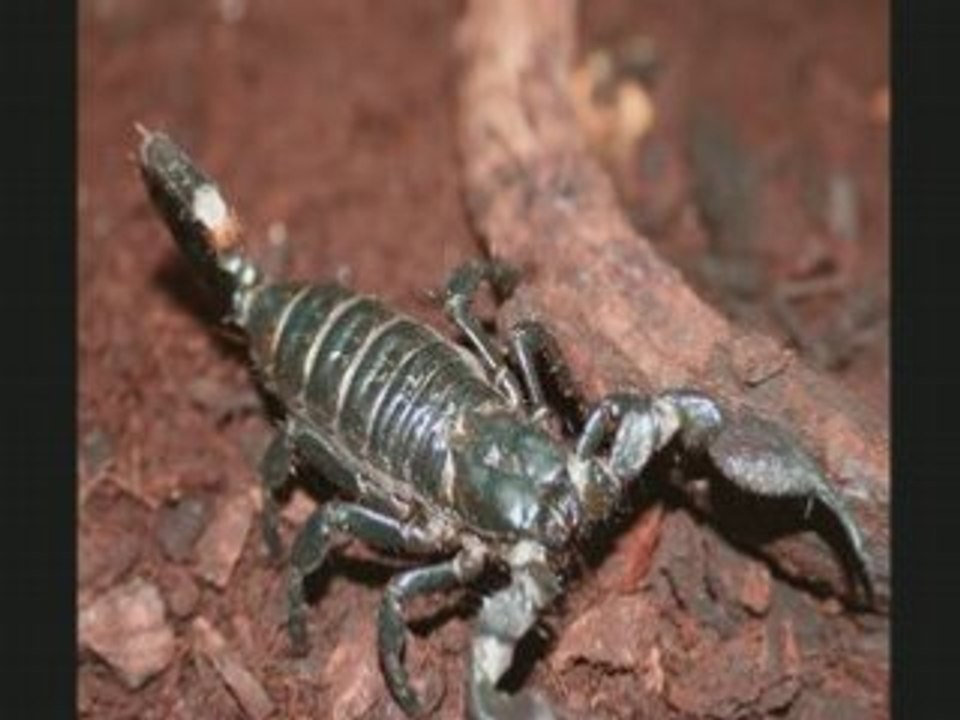 ARACHNIDE