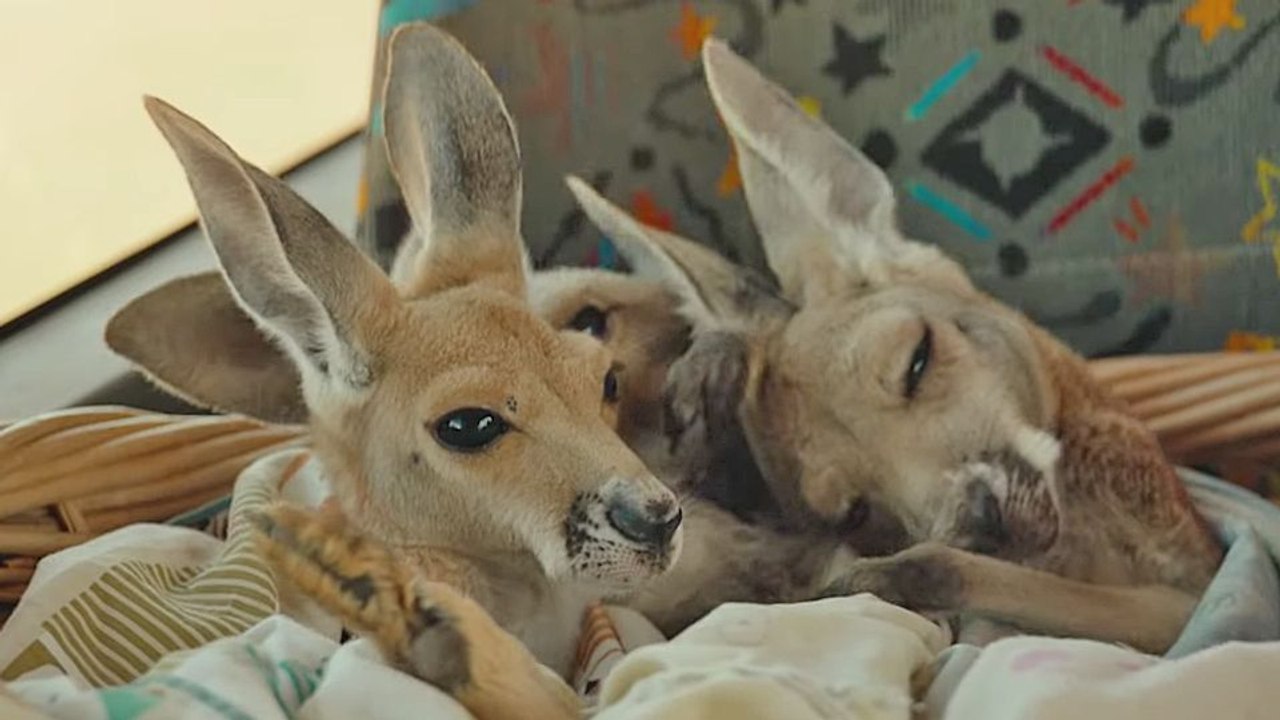 Charlie et les kangourous Bande-annonce VF