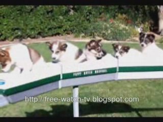 funny animals (cats, dogs) photos - real and not