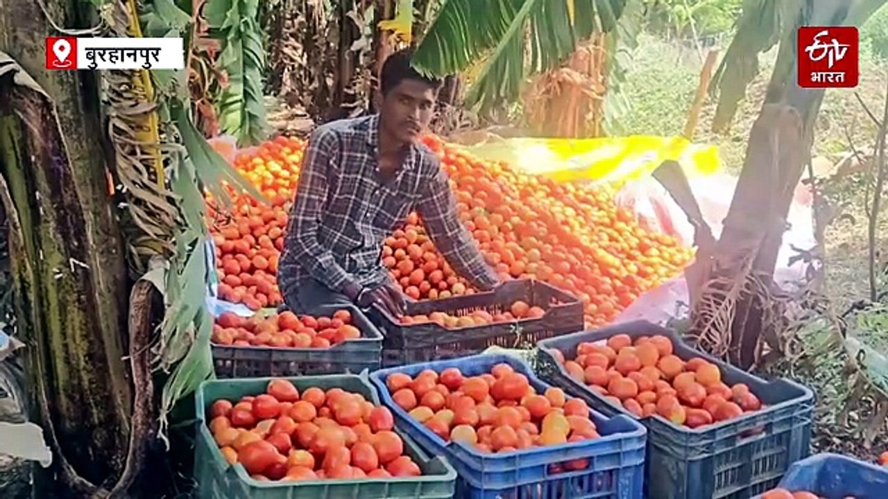 BA पास गौरव ने छोड़ी नौकरी, जैविक खेती में आजमाया हाथ, सालाना हो रही 20 लाख की इनकम